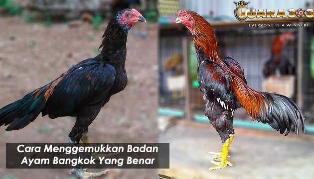 Cara Menggemukkan Badan Ayam Bangkok Yang Benar