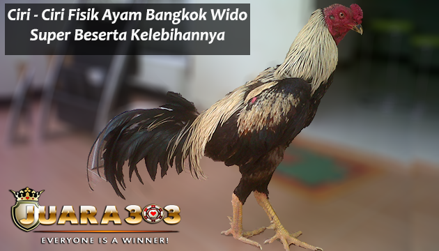 Ciri - Ciri Fisik Ayam Bangkok Wido Super Beserta Kelebihannya